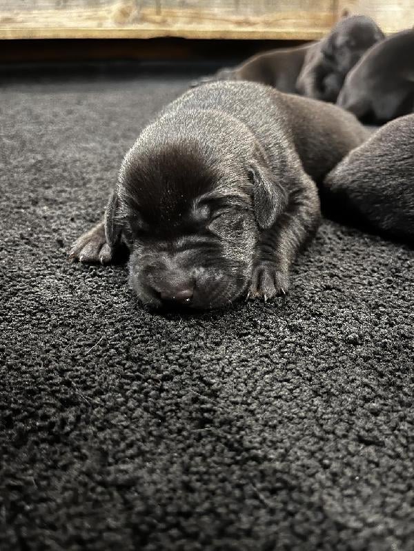 Labrador Retriever
