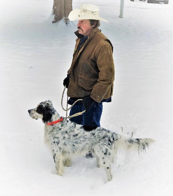 Llewellin Setter