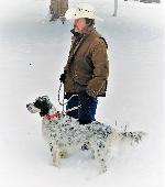 LLEWELLIN SETTER PUPS