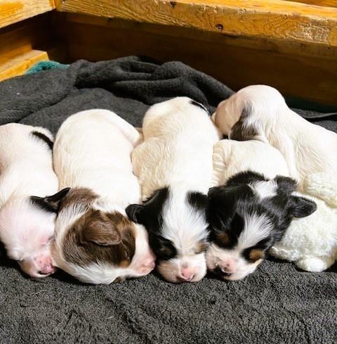Female Pups1A.jpg