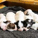 Female Pups1A.jpg