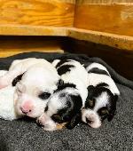 Male Pups1A.jpg