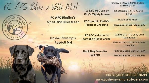 FC AFC BLUE X VALLI MH (REPEAT) Labrador Retriever