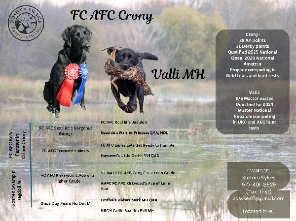 FC AFC CRONY X VALLI MH Labrador Retriever