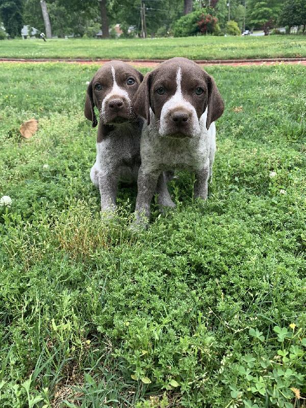 GERMAN SHORTHAIRED POINTERS FOR SALE