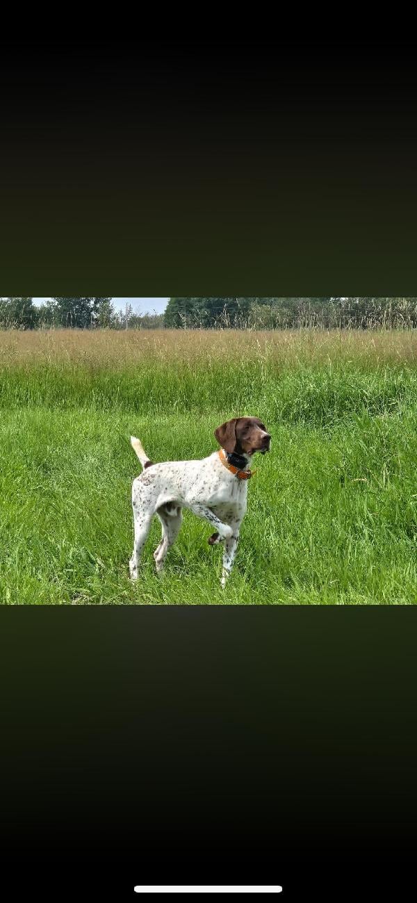 German Shorthaired Pointer