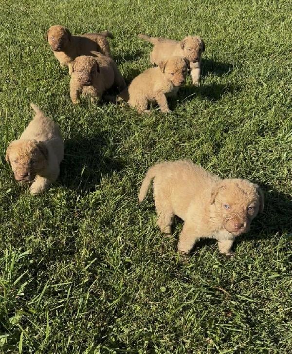 Chesapeake Bay Retriever