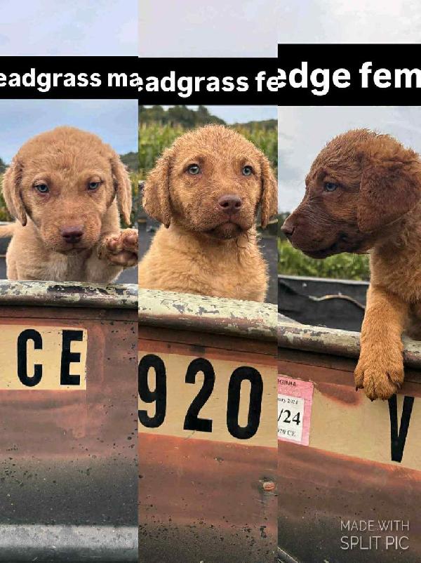 Chesapeake Bay Retriever