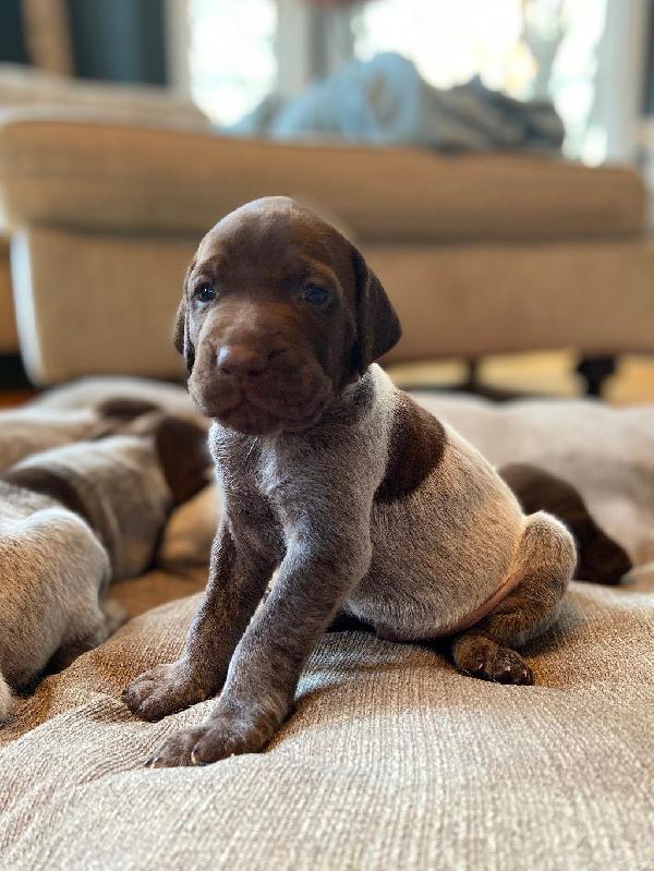 German Shorthaired Pointer Puppies For Sale