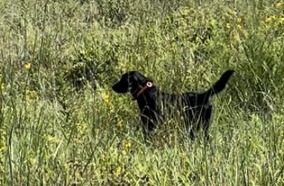FINISHED UPLAND POINTING LAB Labrador Retriever