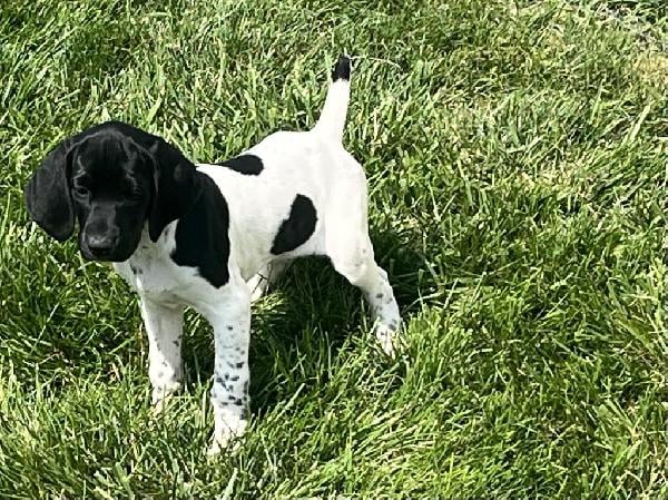 German Shorthaired Pointer