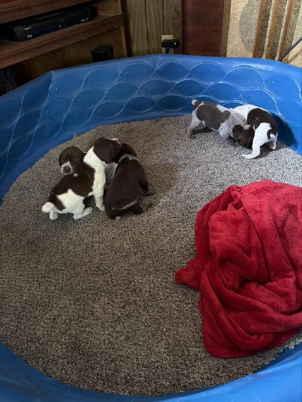 German Shorthaired Pointer