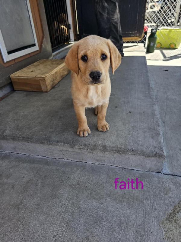 AKC LABRADOR RETRIEVER PUPPIES Labrador Retriever