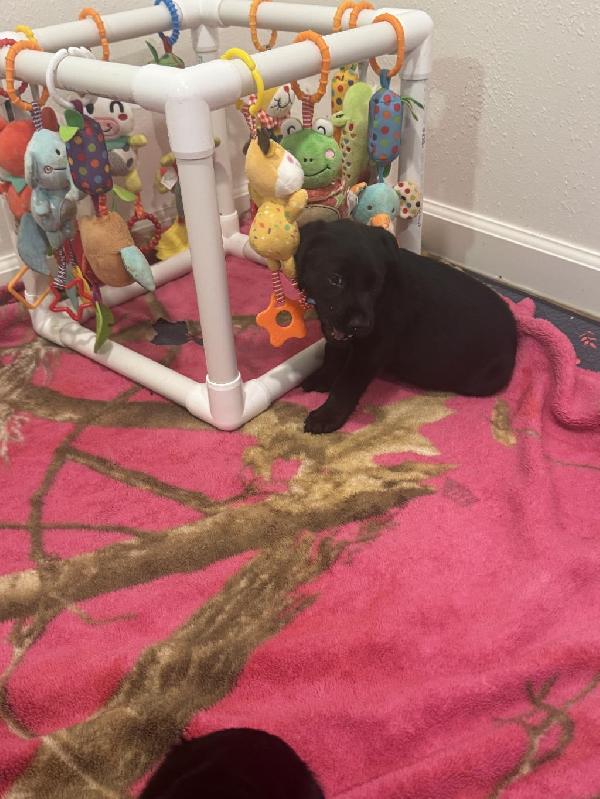 Labrador Retriever