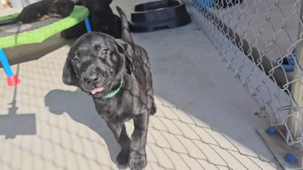 Labrador Retriever