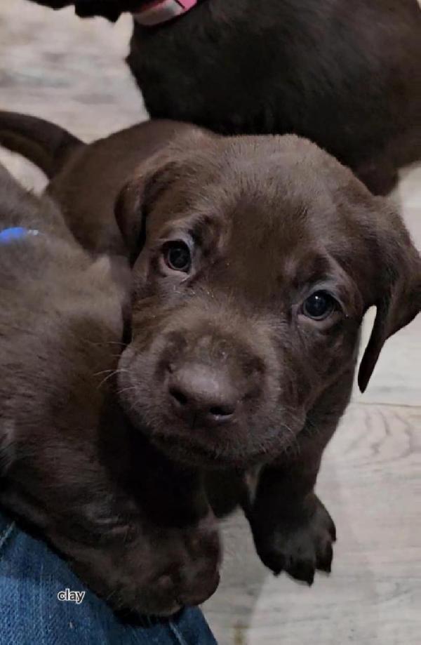CHOCOLATE LABRADOR PUPPIES READY THANKSGIVING Labrador Retriever