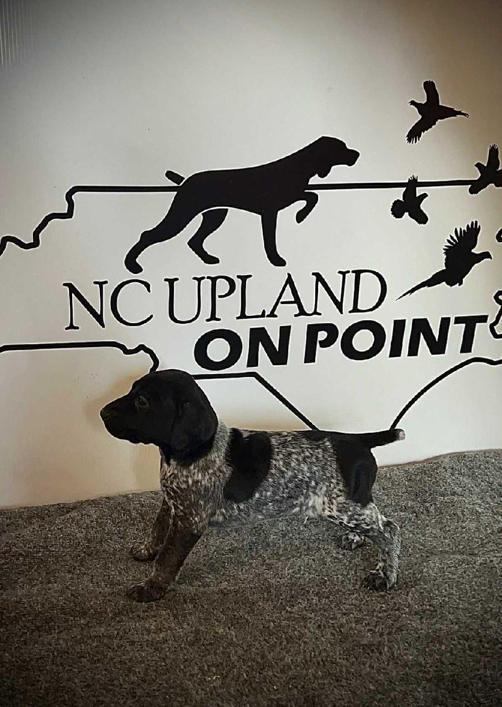 FUTURE CHAMPION PUPPIES German Shorthaired Pointer