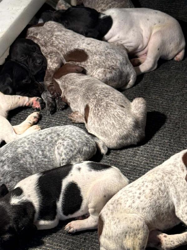 German Shorthaired Pointer