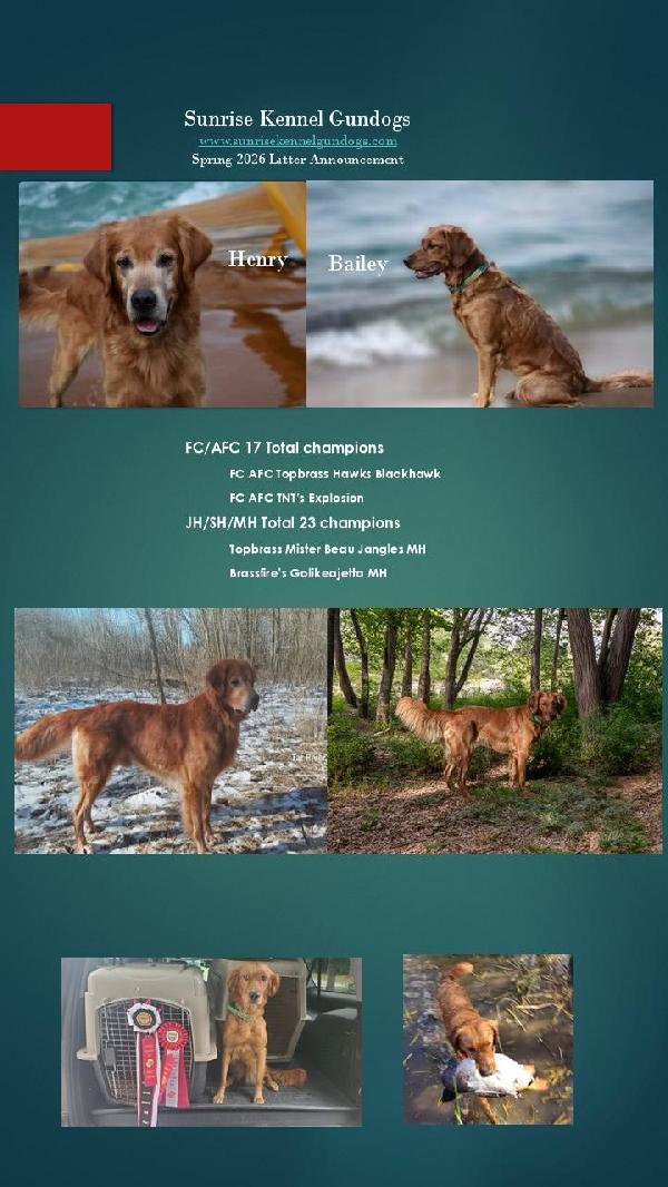 FIELD GOLDEN RETRIEVER PUPS Golden Retriever