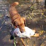 Bailey Retrieve.jpg