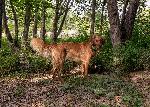 Bailey Wood area LG.jpg