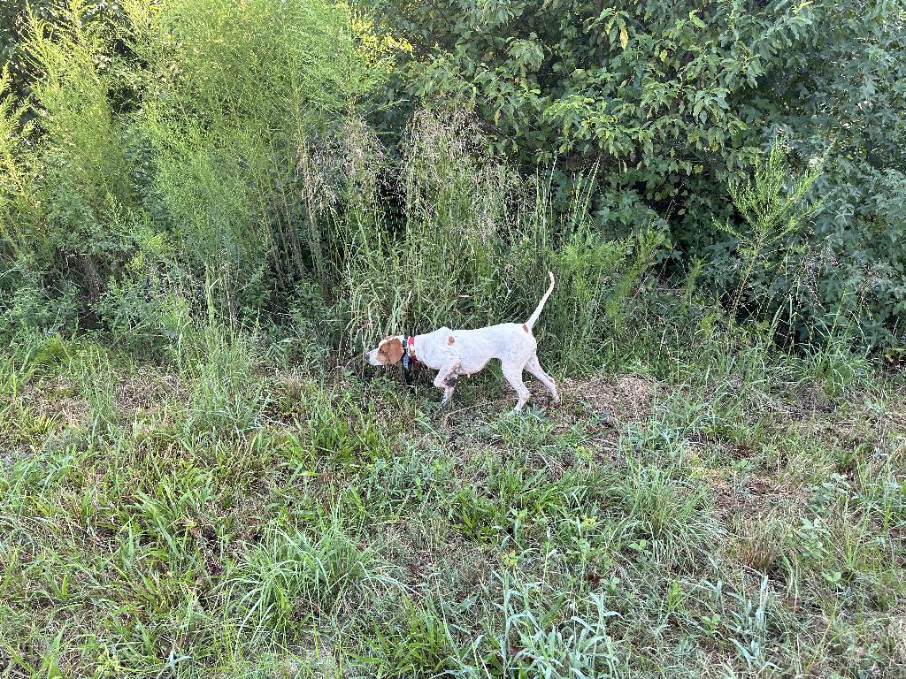 GINGER English Pointer