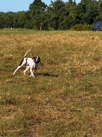 STEADY THROUGH IT ALL, SEASONED POINTER English Pointer