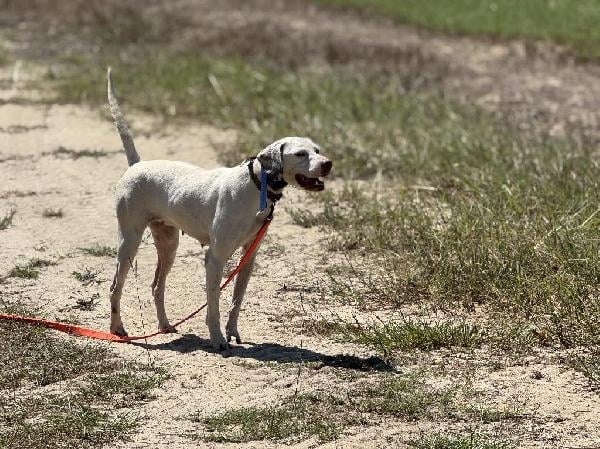 English Pointer