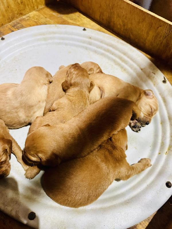 Golden Retriever