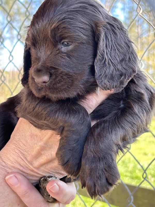 English Cocker Spaniel