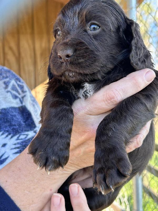 UK SIRE AND BATMAN DAUGHTER PUPS English Cocker Spaniel