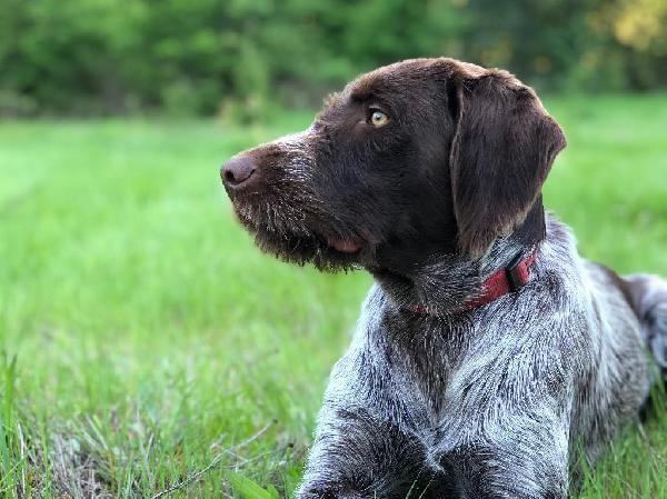 WIREHAIRED POINTING GRIFFON PUPPIES