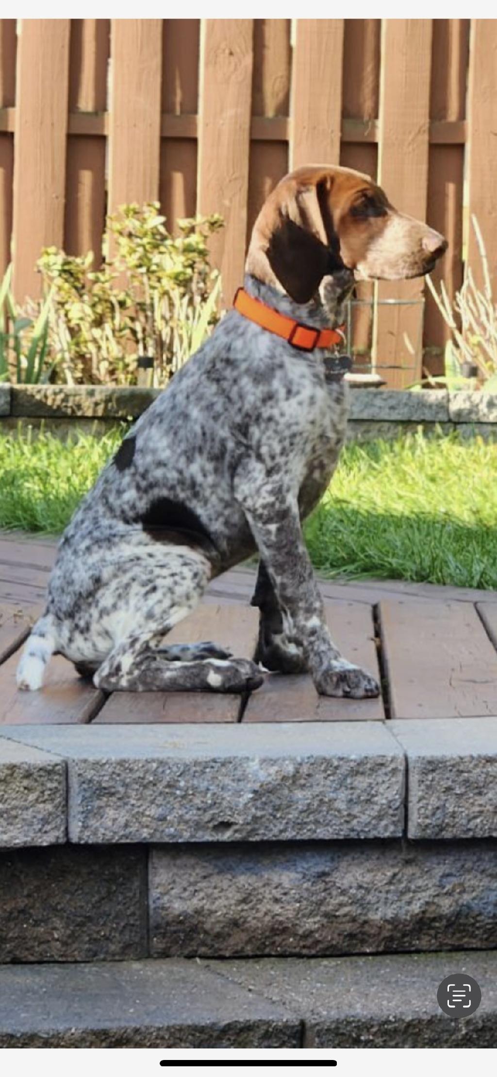 6 month old fashion german shorthaired pointer