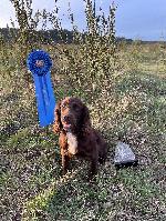 FIELD TRIAL CHAMPION X UK IMPORT