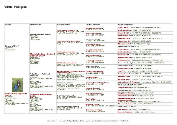 English Cocker Spaniel