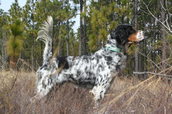 quicksilver english setters