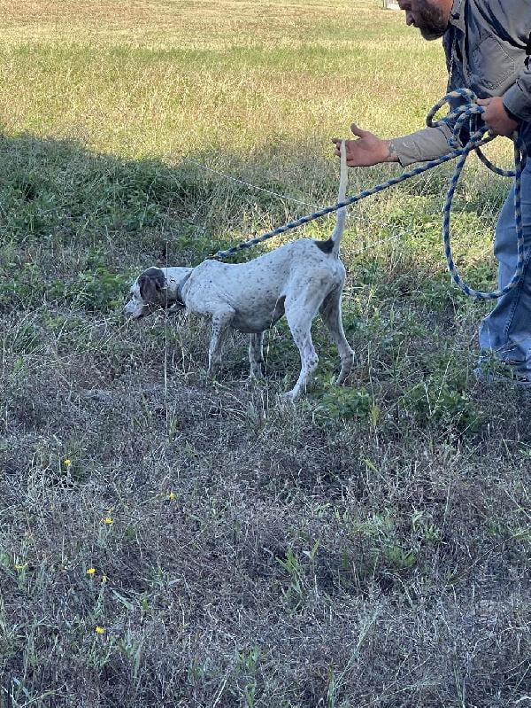 English Pointer