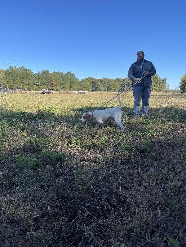 English Pointer