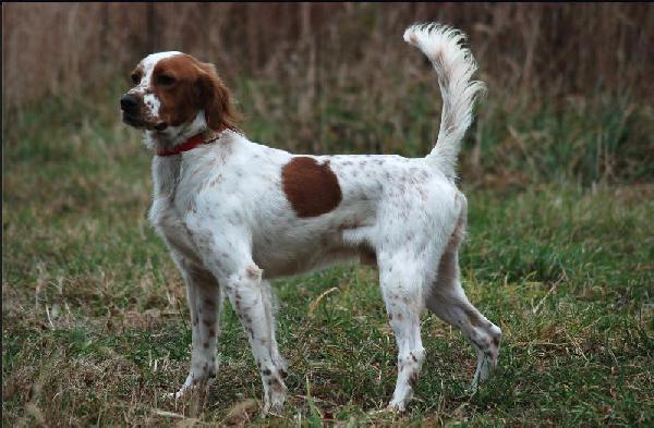 BARBARO ENGLISH SETTER SON FOR SALE