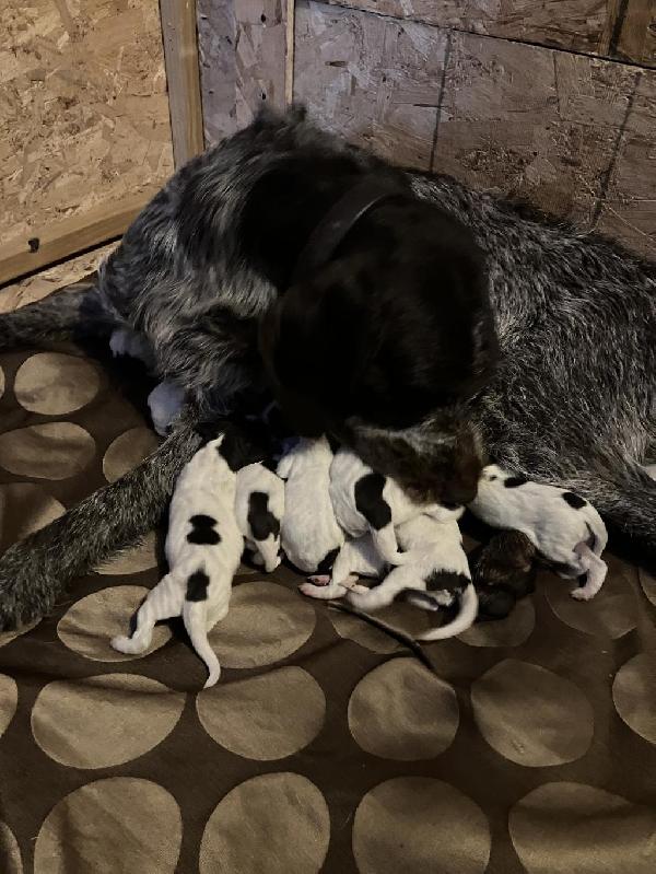 German Wirehaired Pointer