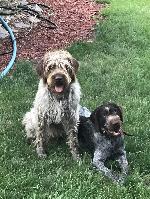 Sire and Dam 01-26.jpg