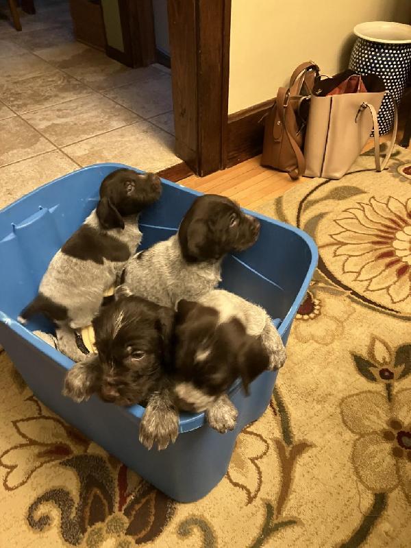 GERMAN WIREHAIRED POINTER PUPPIES FOR SALE German Wirehaired Pointer