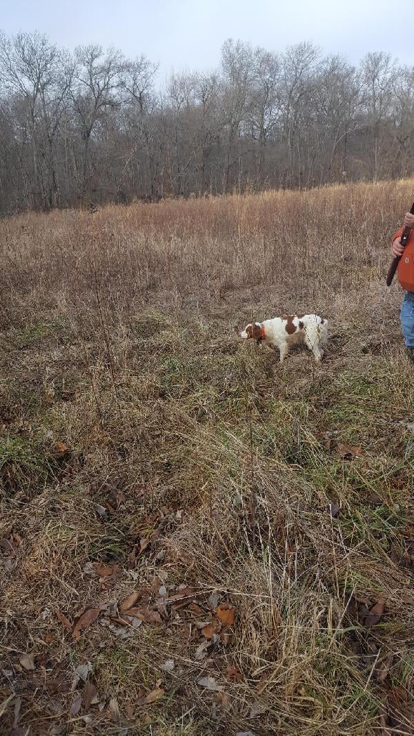 American Brittany