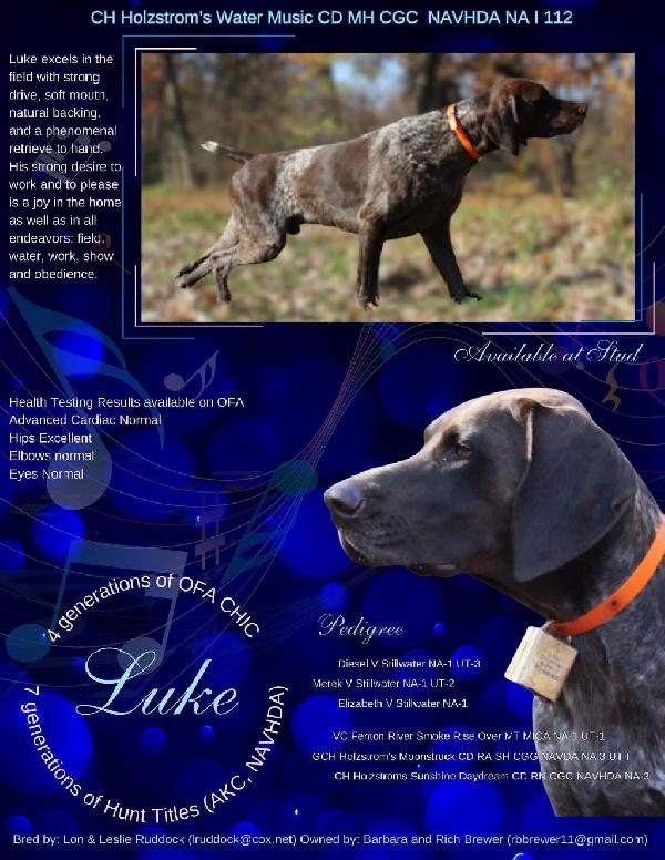 German Shorthaired Pointer