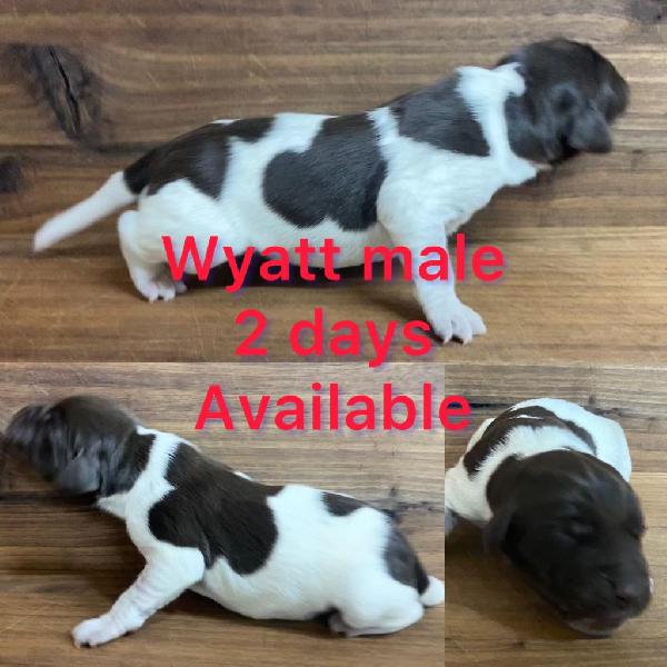 German Shorthaired Pointer