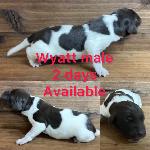 GERMAN SHORTHAIRED POINTER PUPPIES FOR SALE