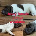 GERMAN SHORTHAIRED POINTER PUPPIES FOR SALE