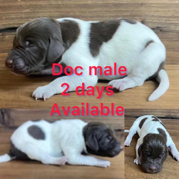 German Shorthaired Pointer