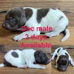 GERMAN SHORTHAIRED POINTER PUPPIES FOR SALE