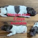 GERMAN SHORTHAIRED POINTER PUPPIES FOR SALE